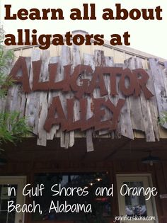 an advertisement for alligator alley in gulf shores and orange beach, albema with the words learn all about alligators at alligator alley