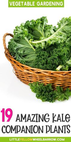 a basket filled with green vegetables on top of a white background and the words 19 amazing kale companion plants