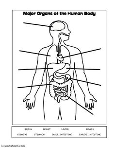 the human body diagram with labels for each organ, including the organs and their major functions