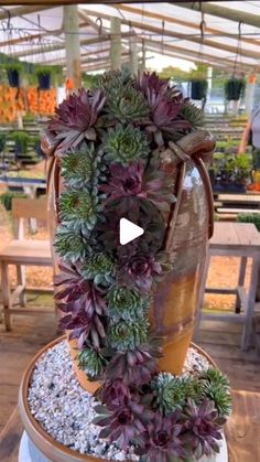 a large potted plant sitting on top of a wooden table