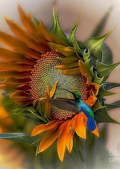 a colorful bird sitting on top of a sunflower