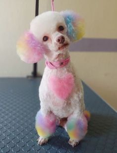 a small white poodle sitting on top of a table