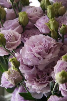 eustoma Rosina lavender Lavender Lisianthus, Prairie Gentian, Eustoma Flower, Gentian Flower, Flowey The Flower, Purple Flowers Wallpaper, Nothing But Flowers, Flower Therapy