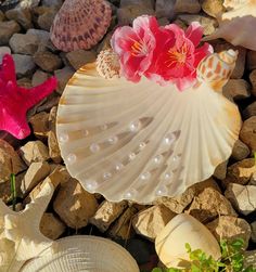 seashells and pink flowers on the rocks