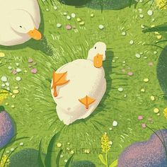 two white ducks sitting in the grass