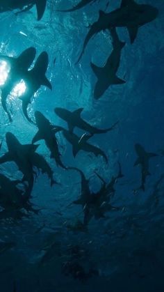 a large group of sharks swimming in the ocean