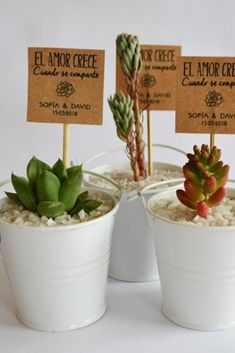 three white buckets filled with plants and labels