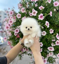 Pomeranian Beauty Unveiled: Grooming Tips and Tricks Teacup Pomeranian Puppy, Year Of Health, Cute Puppies For Sale, Pomeranian Puppy Teacup, Cute Teacup Puppies, Teacup Puppies For Sale, Teacup Pomeranian, Cute Pomeranian, Grooming Tips