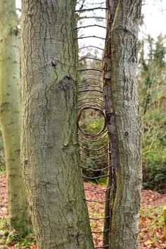 two trees that are next to each other