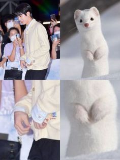 two pictures of people and a white cat