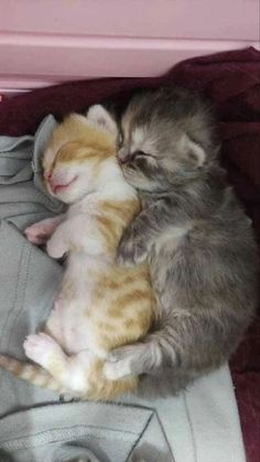 two kittens are cuddling together on a blanket