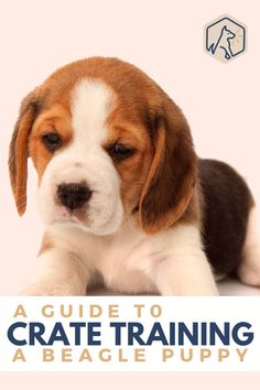 a guide to crate training for beagle puppies, with an image of a puppy