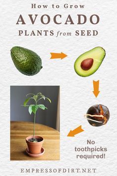 how to grow avocado plants from seed no toothpicks required info sheet