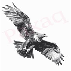 an eagle flying through the air with its wings spread