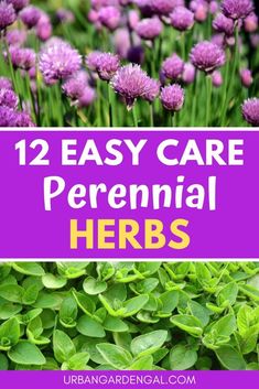 lavender flowers and herbs with text overlay that says, 12 easy care perennial herbs