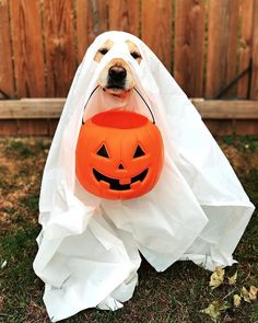 a dog dressed up as a ghost with a pumpkin in its mouth