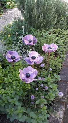 some purple flowers are growing in the grass