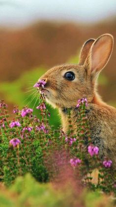 a rabbit is sitting in the middle of some purple flowers and looking up at something