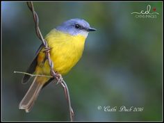 a small yellow and blue bird perched on a branch