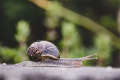 a snail crawling on the ground in front of some bushes