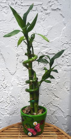 a green potted plant sitting on top of a wooden table