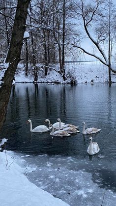 several swans are swimming in the icy water near some trees and snow covered ground with no leaves on them