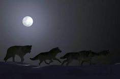 three wolfs are running across the snow in front of a full moon and dark sky