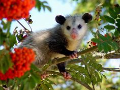 a ferret sitting on top of a tree branch