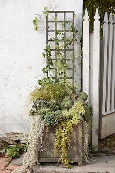 an old planter with plants growing out of it