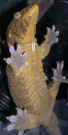 a large yellow lizard sitting on top of a table