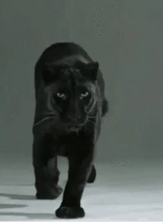 a black cat walking across a white floor