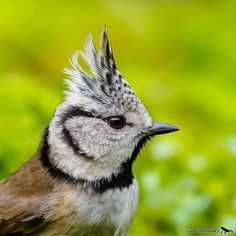 a close up of a small bird with feathers on it's head and eyes