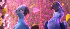 two blue and purple birds standing next to each other in front of pink flowers on the ground