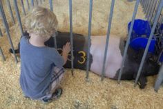 a little boy that is standing in front of a pig's cage with the number 33 on it