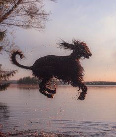 a dog jumping into the water with its front paws in the air and it's hair blowing