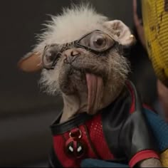 a dog wearing glasses and a leather jacket with its tongue hanging out to the side