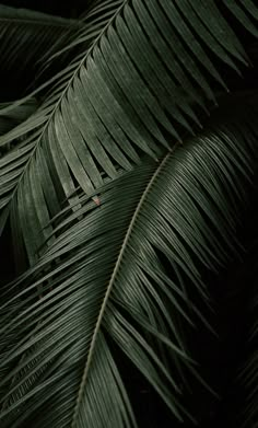 a close up view of the leaves of a palm tree