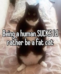 Cat Human, Actually Funny, Funny Looking Cats, Silly Cats Pictures, Relatable Whispers, Fat Cat, Mia 3, Memes Br, Relatable Post Funny