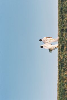 two white birds flying in the sky above grass