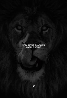 a lion with the words stay in the shadows until it's time