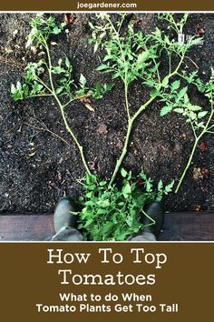 someone is holding plants in their hands with the words how to top tomatoes and what to do when tomato plants get too tall