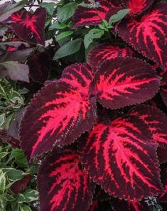 some red and black leaves are growing in the ground next to green plants with white spots on them