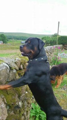 a large black and brown dog standing on its hind legs next to a rock wall