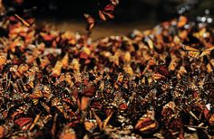 a large group of monarch butterflies flying in the air together on a field with grass and dirt