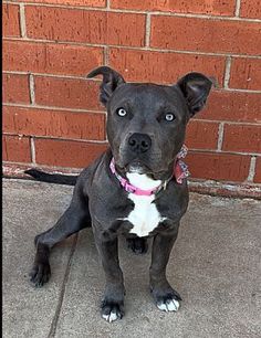 a black and white dog sitting in front of a brick wall