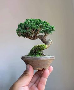 a bonsai tree is growing out of a clay pot with moss on the top