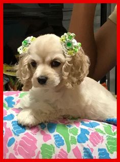 a small white dog sitting on top of a colorful blanket with flowers in it's hair