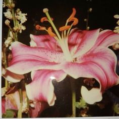 a pink flower with white and yellow stamens