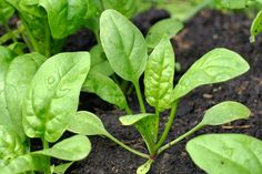 some green leaves are growing in the dirt