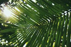 the sun shines through the leaves of a palm tree